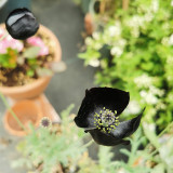 50 Seeds of Papaver macrostomum ‘Black Magic’