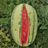 5 Bags (30 Seeds / Bag) of 'Idler King' Watermelon Seeds