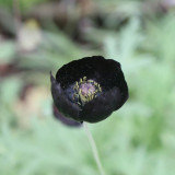 50 Seeds of Papaver macrostomum ‘Black Magic’