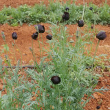50 Seeds of Papaver macrostomum ‘Black Magic’