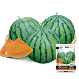 5 Bags (20 Seeds / Bag) 'Rainbow Ice Cream' Series Watermelon Seeds