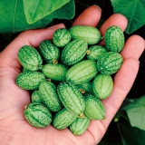 Cucamelon Seeds - Mexican Sour Gherkin | Mini Watermelon Cucumber Seeds