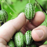 Cucamelon Seeds - Mexican Sour Gherkin | Mini Watermelon Cucumber Seeds