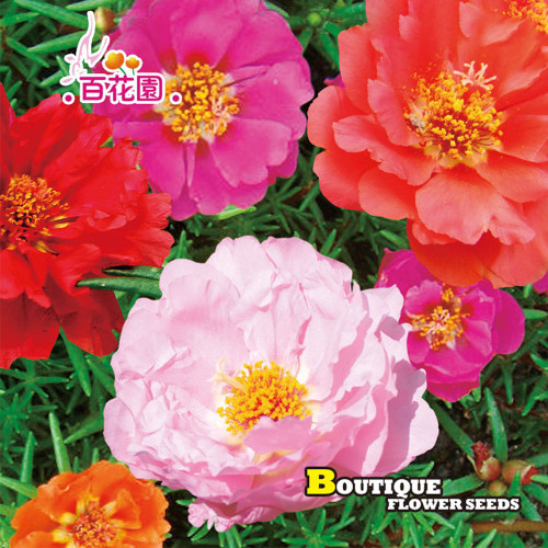5 Bags (500 Seeds / Bag) of Moss Rose Seeds, Mixed Portulaca grandiflora