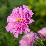 Cosmos bipinnatus 'Double Click Rose Bonbon'