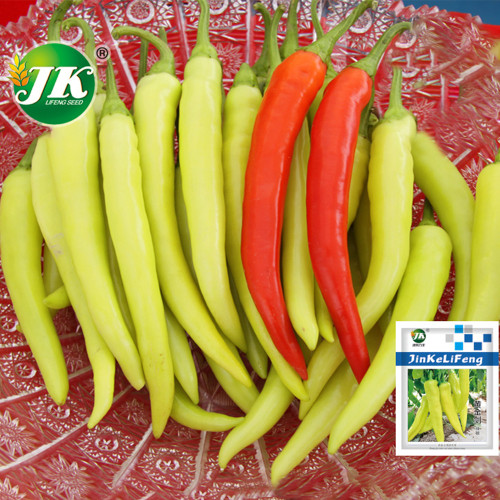 5 Bags (100 Seeds / Bag) of 'Golden Sword' Peppers