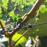 Plant Holder Clips: Fix and Support Your Vines with Ease