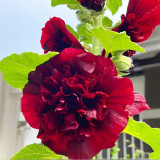 Alcea 'Nostalgia Red'