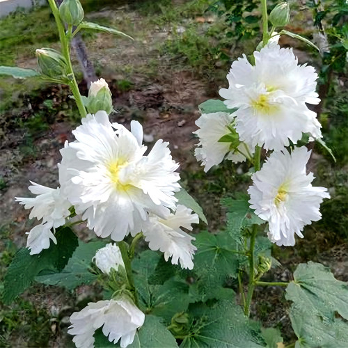 Alcea 'Chaste White'