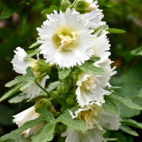 Alcea 'Chaste White'