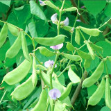 Greenery Galore: 5 Bags (10 Seeds / Bag) of Hyacinth Bean for a Flourishing Garden