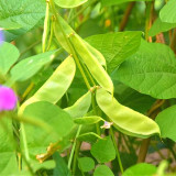Greenery Galore: 5 Bags (10 Seeds / Bag) of Hyacinth Bean for a Flourishing Garden