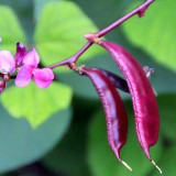 Colorful Harvest Awaits: 5 Packs (10 Seeds / Bag) of Early-Maturing Hyacinth Bean