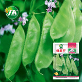 Greenery Galore: 5 Bags (10 Seeds / Bag) of Hyacinth Bean for a Flourishing Garden