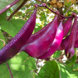 Colorful Harvest Awaits: 5 Packs (10 Seeds / Bag) of Early-Maturing Hyacinth Bean