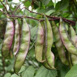 Grow Your Own Palette: 5 Bags (10 Seeds / Bag) of Hyacinth Bean in Purple and Green
