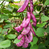 Colorful Harvest Awaits: 5 Packs (10 Seeds / Bag) of Early-Maturing Hyacinth Bean