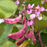 Colorful Harvest Awaits: 5 Packs (10 Seeds / Bag) of Early-Maturing Hyacinth Bean