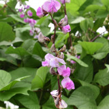 Grow Your Own Palette: 5 Bags (10 Seeds / Bag) of Hyacinth Bean in Purple and Green
