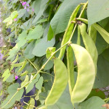 Greenery Galore: 5 Bags (10 Seeds / Bag) of Hyacinth Bean for a Flourishing Garden