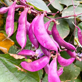Colorful Harvest Awaits: 5 Packs (10 Seeds / Bag) of Early-Maturing Hyacinth Bean