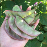 Grow Your Own Palette: 5 Bags (10 Seeds / Bag) of Hyacinth Bean in Purple and Green
