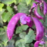 Colorful Harvest Awaits: 5 Packs (10 Seeds / Bag) of Early-Maturing Hyacinth Bean