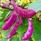 Colorful Harvest Awaits: 5 Packs (10 Seeds / Bag) of Early-Maturing Hyacinth Bean
