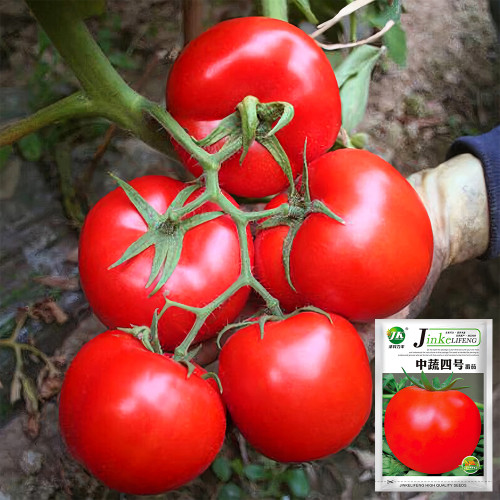 Endless Growth Delight: 5 Bags (200 Seeds / Bag) of Premium 'China Veggies No.4' Tomatoes