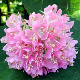 Landscape Brightener: Dombeya Shrub Seeds for Stunning Displays