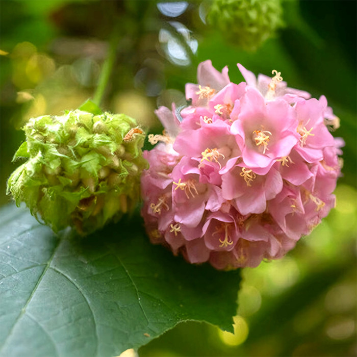 Pink Wild Pear Flowers – Care For Pink Wild Pear Tropical Hydrangea | Gardening Know How