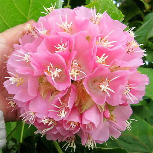 Landscape Brightener: Dombeya Shrub Seeds for Stunning Displays