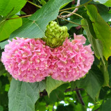 Landscape Brightener: Dombeya Shrub Seeds for Stunning Displays