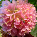 Landscape Brightener: Dombeya Shrub Seeds for Stunning Displays