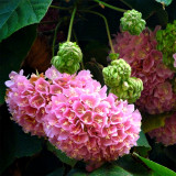 Landscape Brightener: Dombeya Shrub Seeds for Stunning Displays