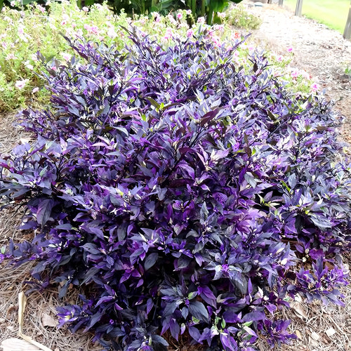 Purple Fireburst: 100 Ornamental Pepper Seeds for Planting