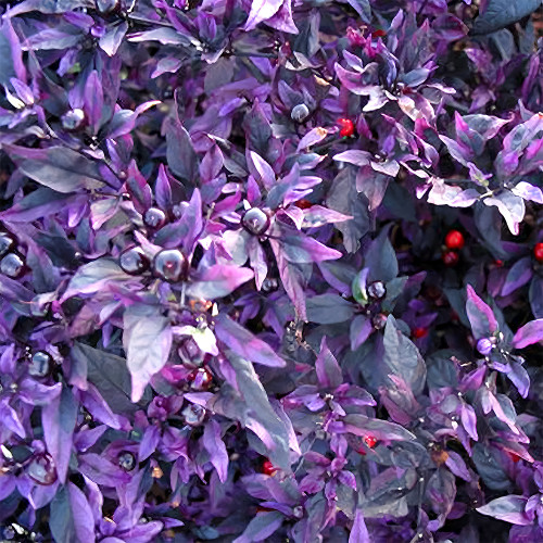 Purple Fireburst: 100 Ornamental Pepper Seeds for Planting