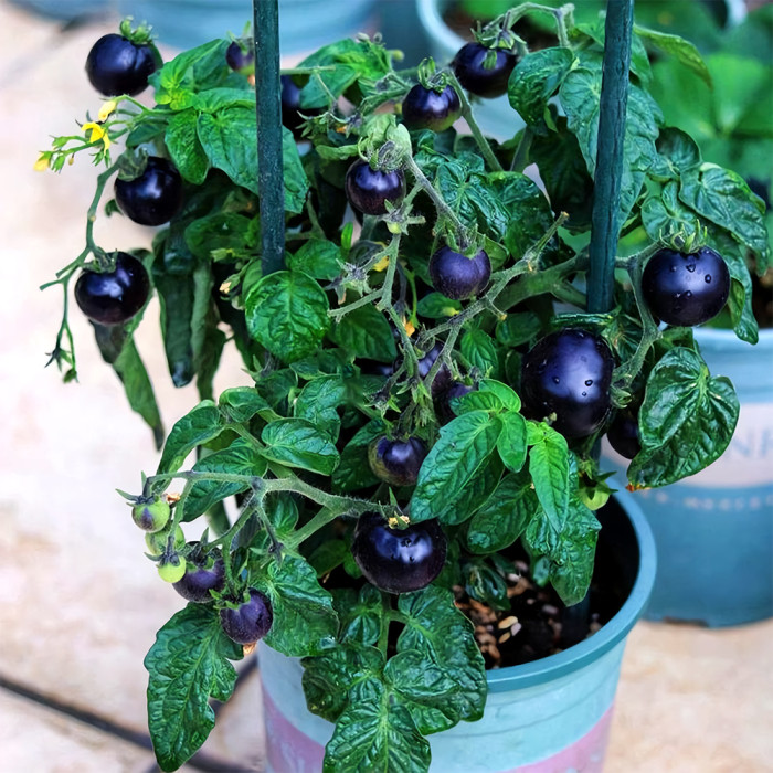 Dwarf Bonsai Black Pearl Tomatoes
