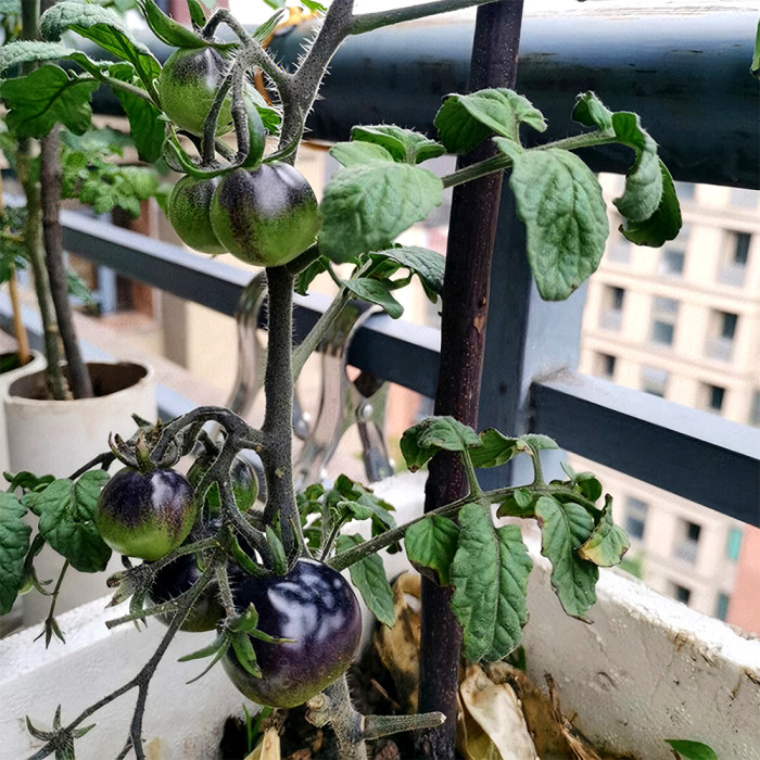 Dwarf Bonsai Black Pearl Tomatoes