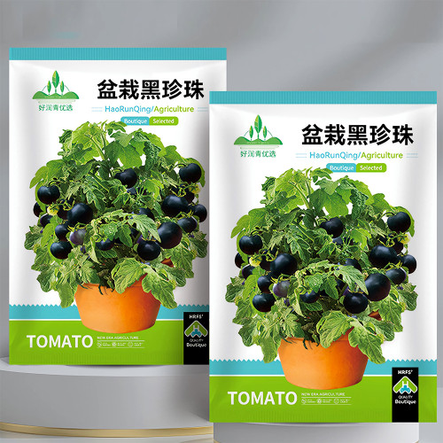 Unique Black Gem: 5 Bags (100 Seeds / Bag) of Dwarf Bonsai Black Pearl Tomatoes