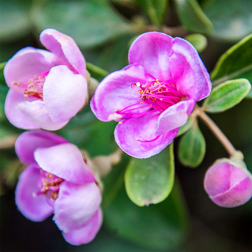 Elevate Your Garden with Rare and Exotic Rhodomyrtus Tomentosa Seeds