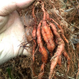 Organically Grown Reynoutria Multiflora Seeds for Herbal Remedies