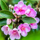 Elevate Your Garden with Rare and Exotic Rhodomyrtus Tomentosa Seeds
