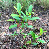 Elevate Your Garden with Rare and Exotic Rhodomyrtus Tomentosa Seeds