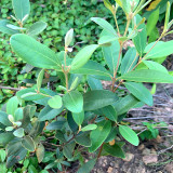 Elevate Your Garden with Rare and Exotic Rhodomyrtus Tomentosa Seeds