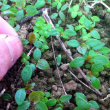 Organically Grown Reynoutria Multiflora Seeds for Herbal Remedies