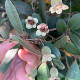 Elevate Your Garden with Rare and Exotic Rhodomyrtus Tomentosa Seeds