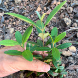 Elevate Your Garden with Rare and Exotic Rhodomyrtus Tomentosa Seeds