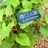 Organically Grown Reynoutria Multiflora Seeds for Herbal Remedies