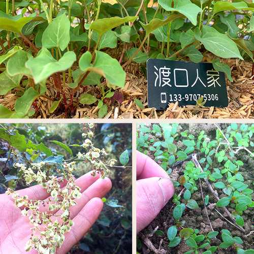 Organically Grown Reynoutria Multiflora Seeds for Herbal Remedies